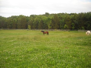 Applying weed killer to pasture for horse with laminitis | Laminitis Help