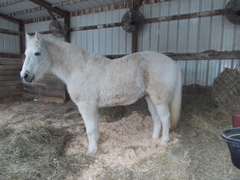 Turmeric pellets reduce coat, sweating of horse with Cushing’s disease ...